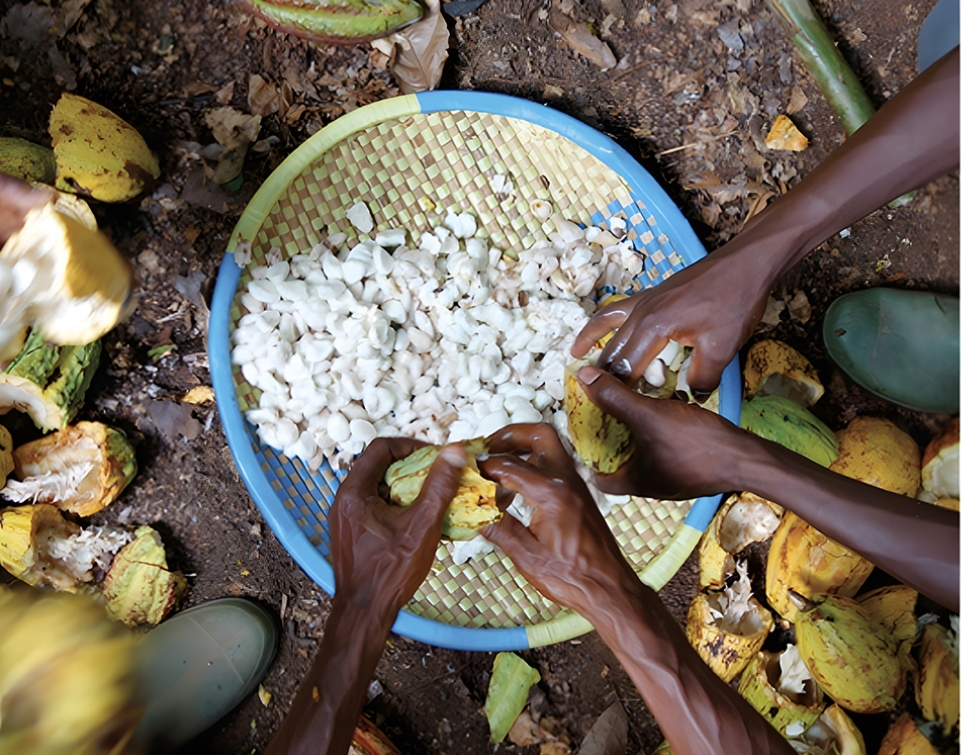 cultivate_better_cocoa_1