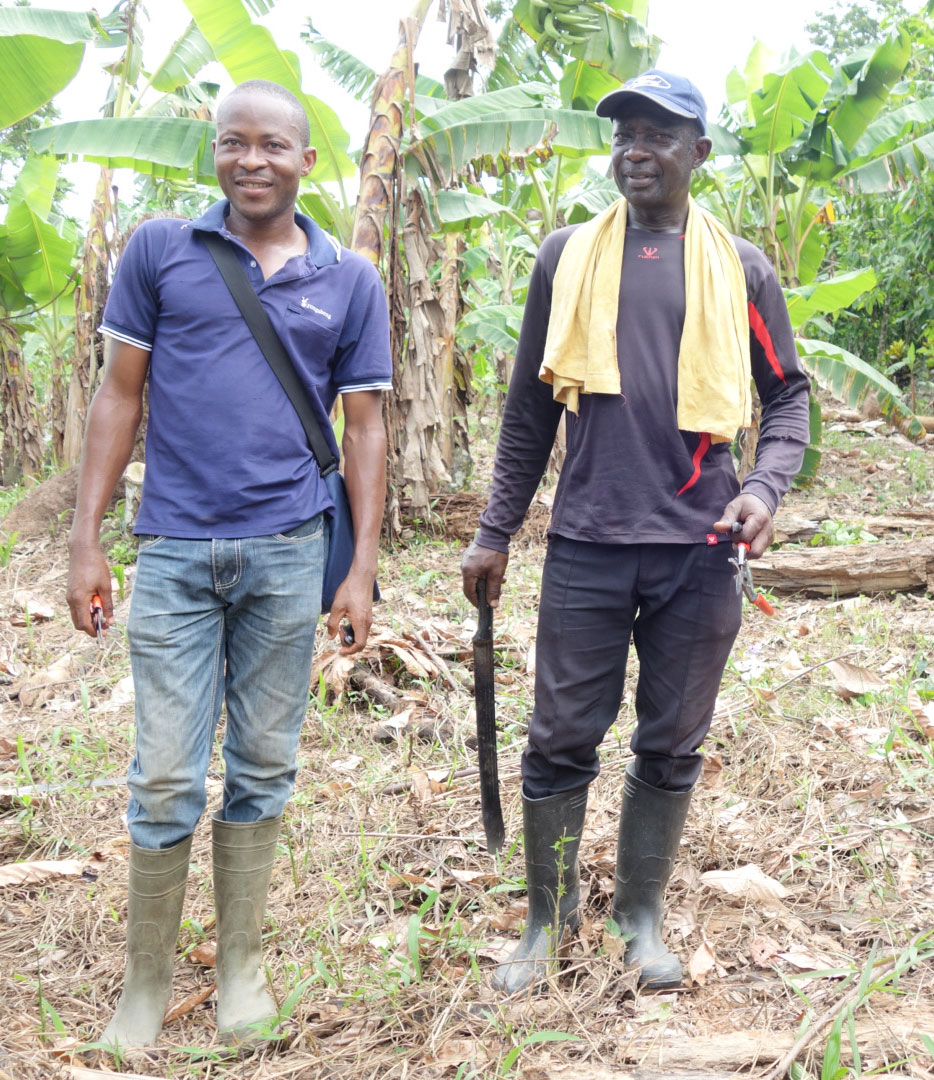 Image of Farms in Ghana